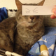 Illustration for article titled Fake Cartoon Eyes for Cats Make Everything Better